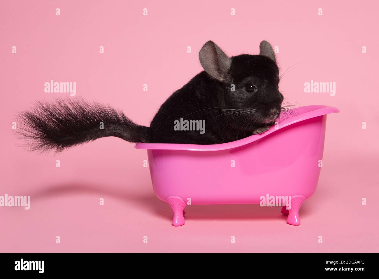 Niedliche schwarze Chinchilla sitzt in einer rosa Badewanne auf einem Rosa Hintergrund Stockfoto