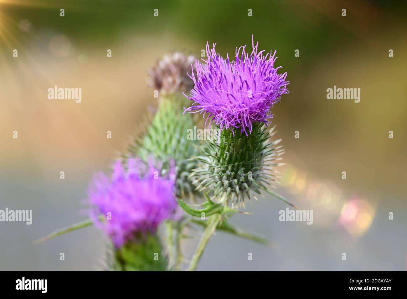 Schöne Distel blühende Pflanze in Nahaufnahme mit weichem Bokeh Hintergrund. Stockfoto