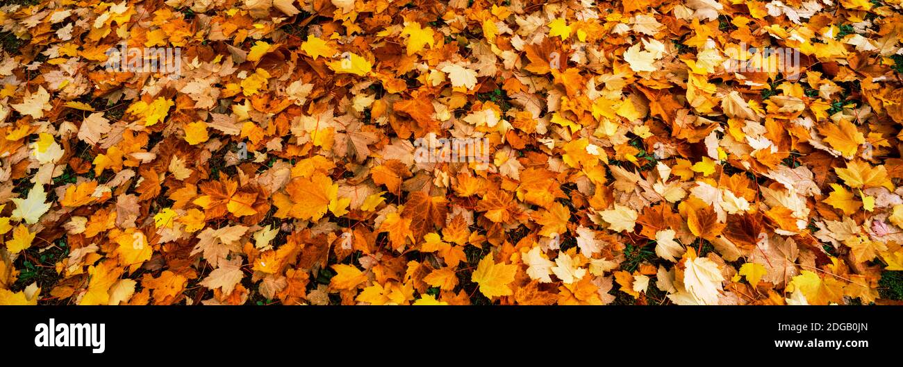 Herbstlaub im Hinterhof, Eureka, Humboldt County, Kalifornien, USA Stockfoto