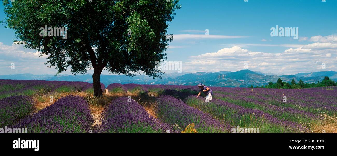 Frau pflückt Lavendelblüten auf einem Feld, Provence-Alpes-Cote d'Azur, Frankreich Stockfoto