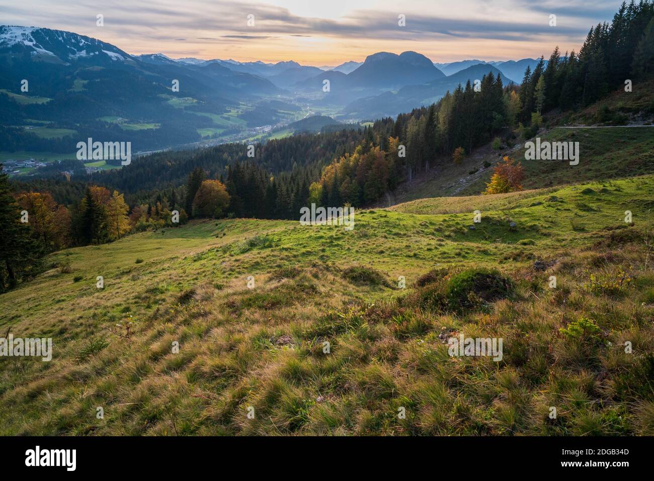 Alpenwälder in Österreich Stockfoto