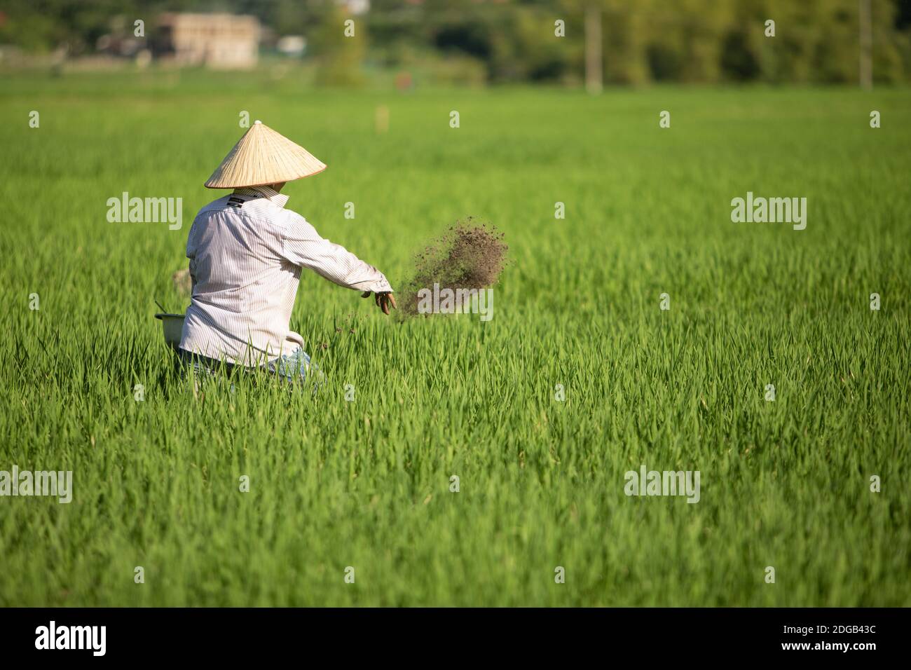 Frau, die Reissamen in einem Reisfeld im Mai Chau Tal in Vietnam pflanzt Stockfoto