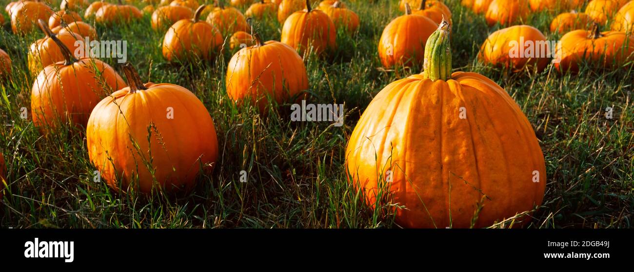 Pumpkin Field, Half Moon Bay, Kalifornien, USA Stockfoto