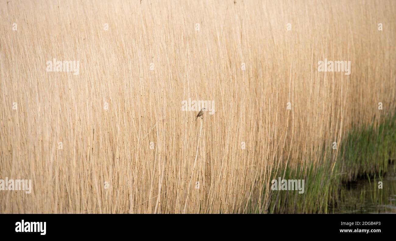 Reed-Feld Stockfoto