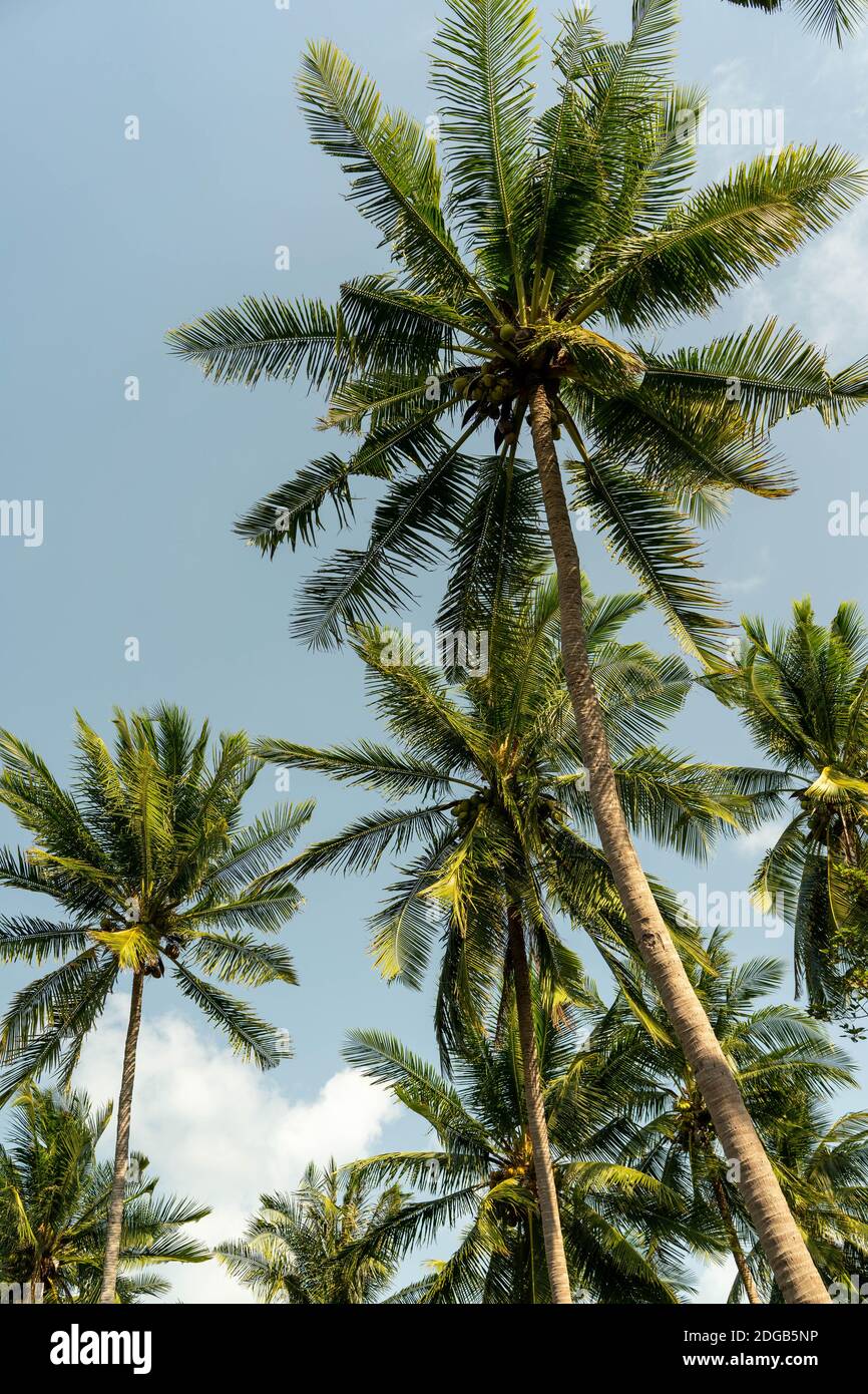 Tropische Palmen in Thailand Stockfoto