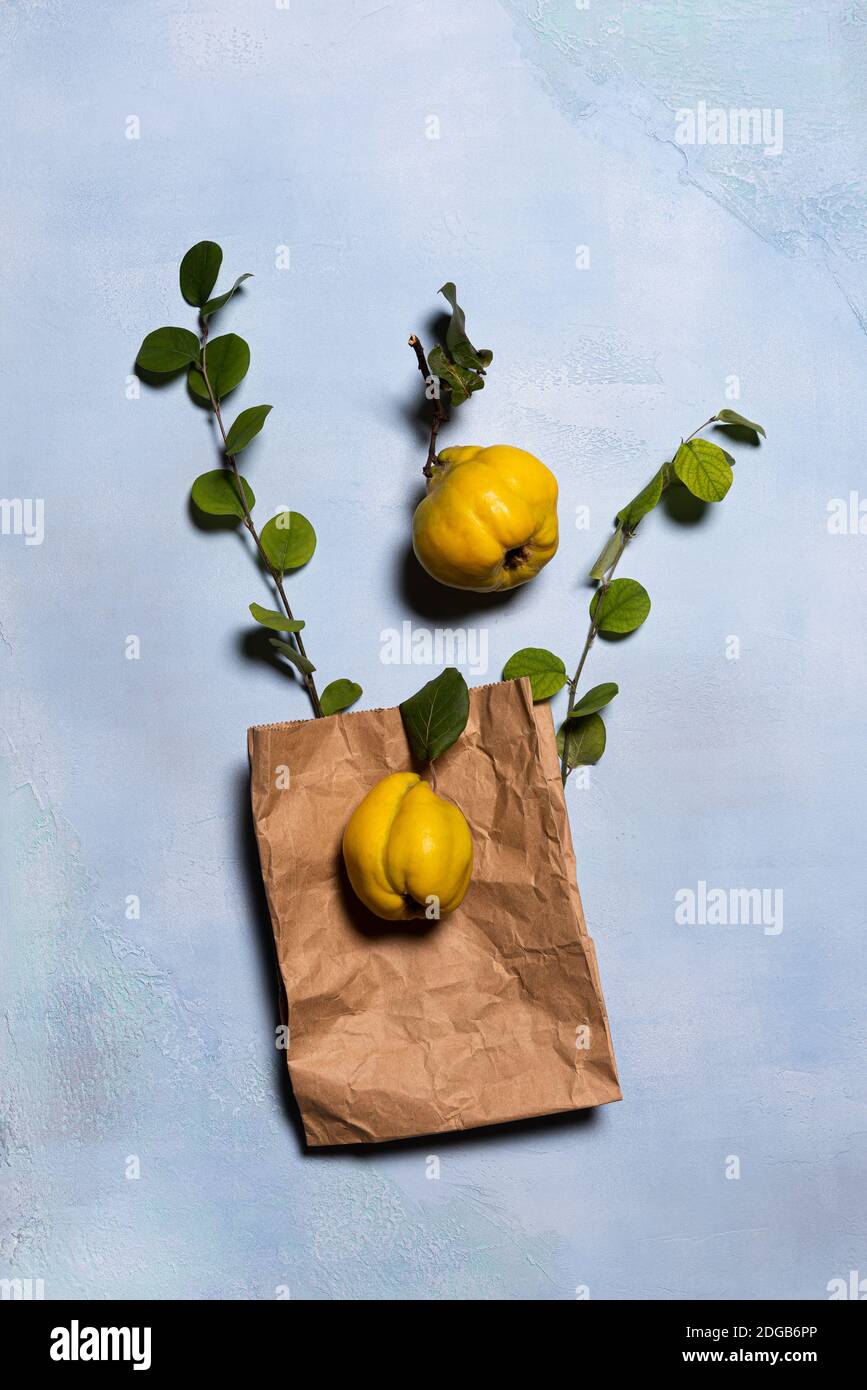 Zwei Quitte-Äpfel, gebrauchte Papier-Einkaufstasche und Quitte-Baum Zweige auf blau. Flach liegend. Früchte und Blätter haben natürliche Unvollkommenheiten, Flecken und Kratzer Stockfoto