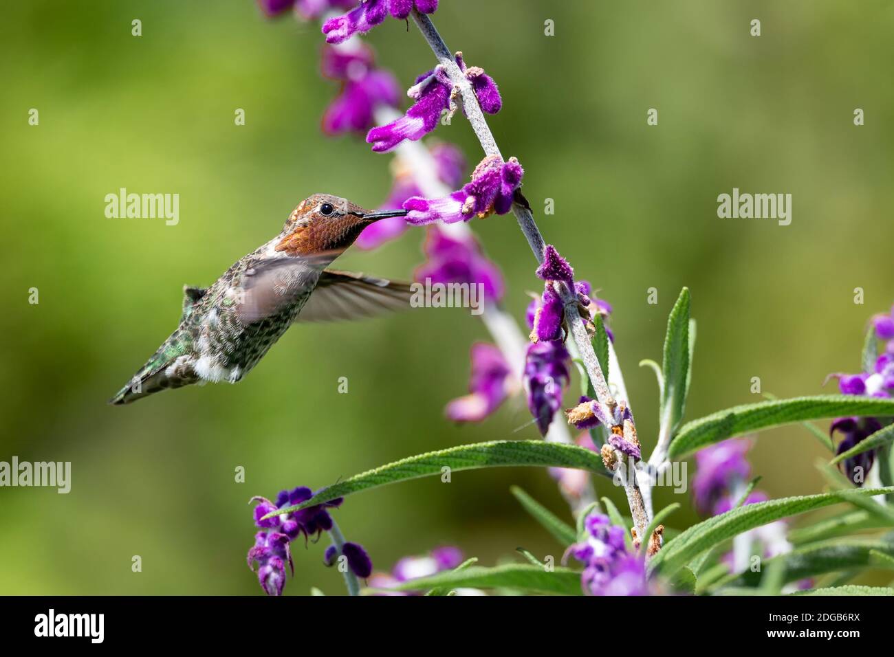 Annas Kolibri im Flug mit violetten Blumen Stockfoto