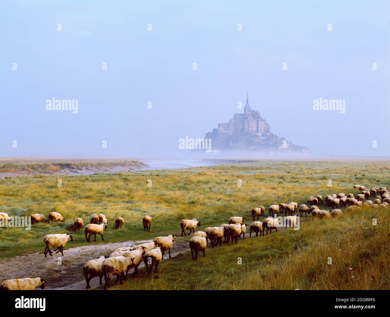 Schafschar auf einem Feld mit der Insel Mont Saint-Michel im Hintergrund, Manche, Basse-Normandie, Frankreich Stockfoto