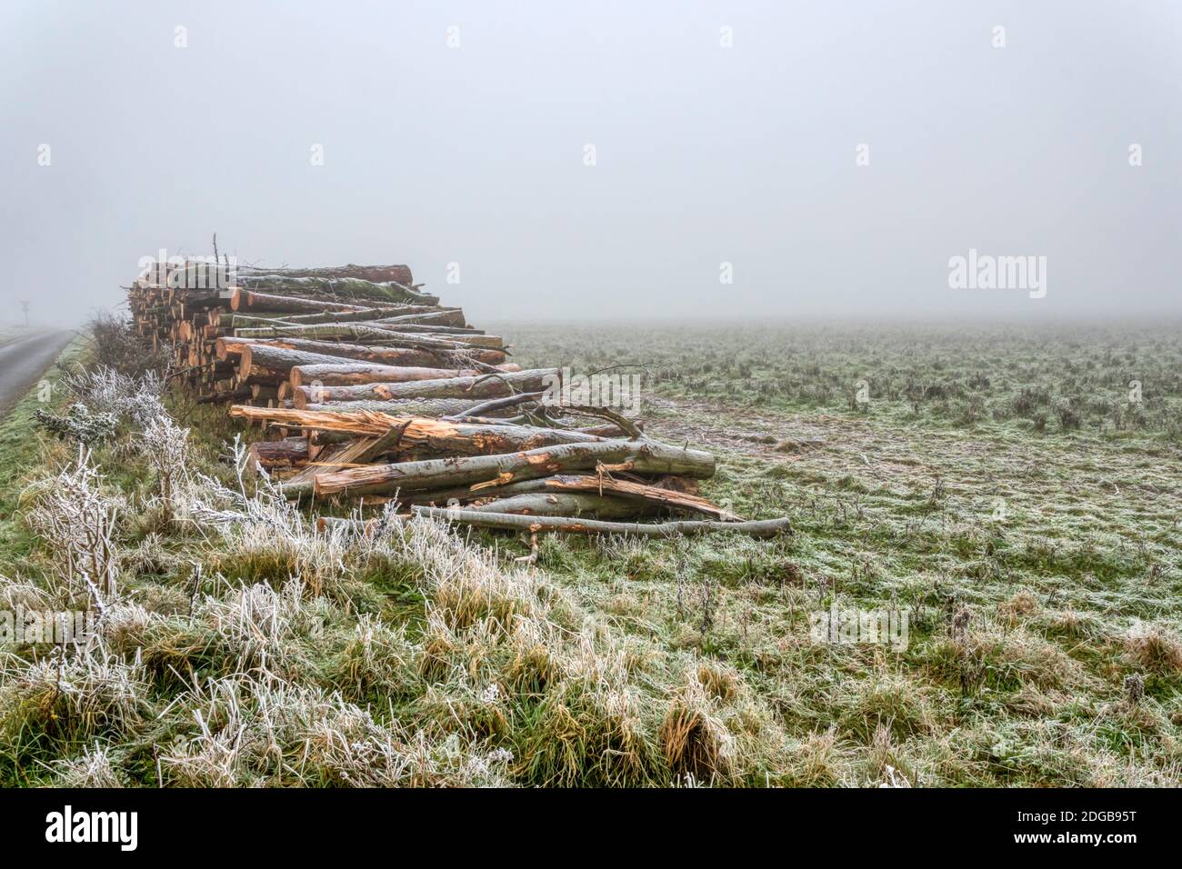 Holzstapel an einer Landstraße in Norfolk während eines nebligen Tages im Winter. Stockfoto