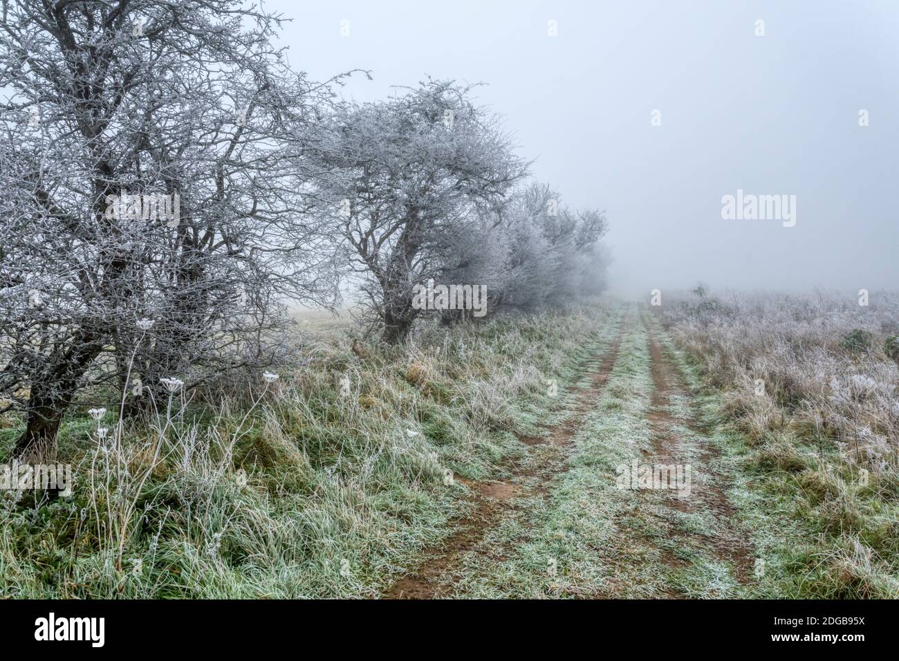 Norfolk hedgerow bedeckt mit Reif während eines nebligen Tages im Winter. Stockfoto