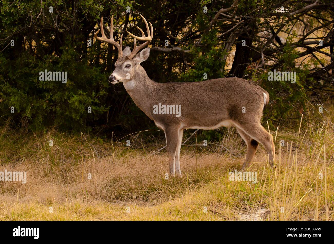 Großer weißer Schwanzbock in freier Wildbahn Stockfoto