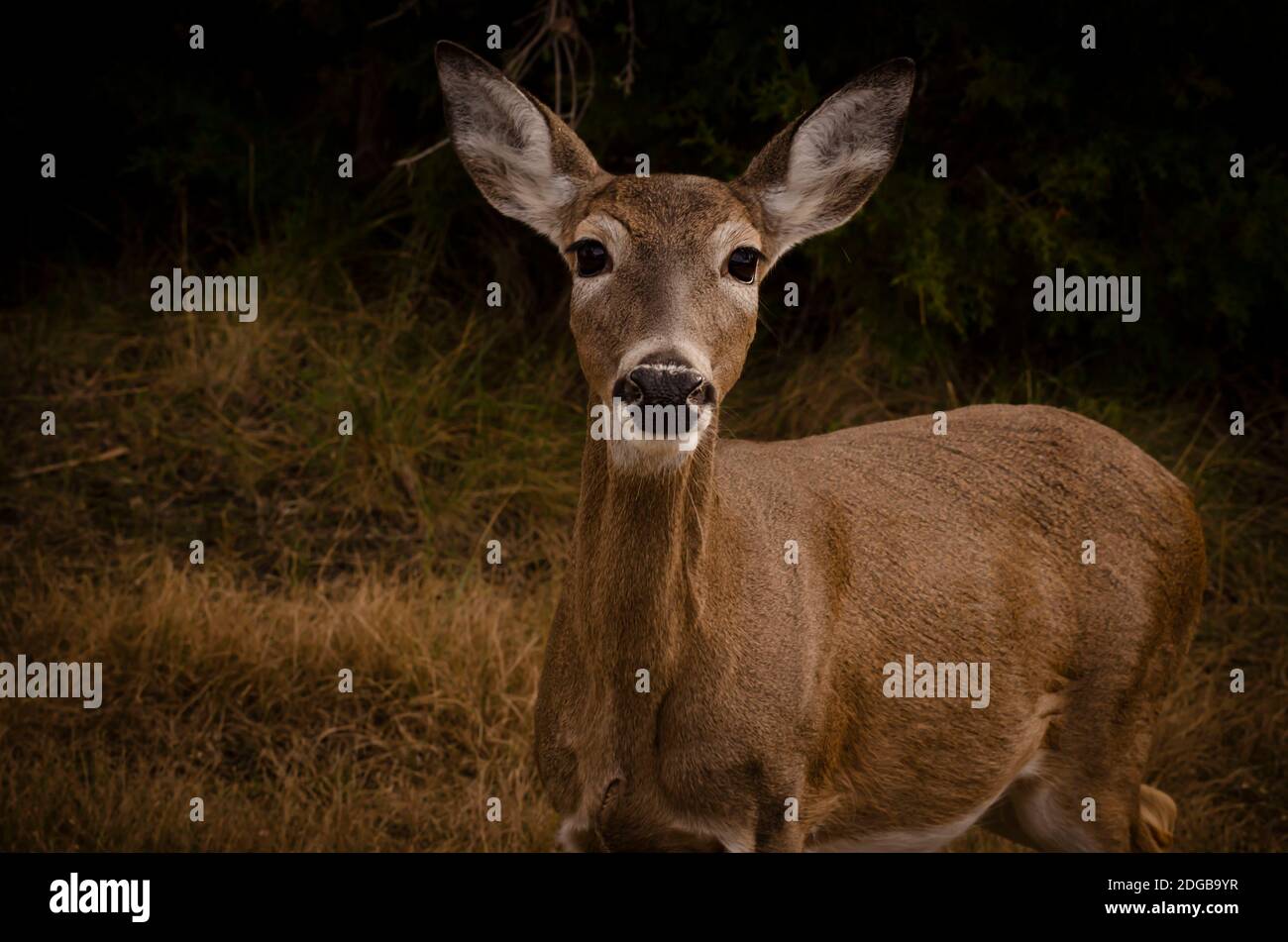 Extreme Nahaufnahme der Weißschwanz-Rehe Stockfoto