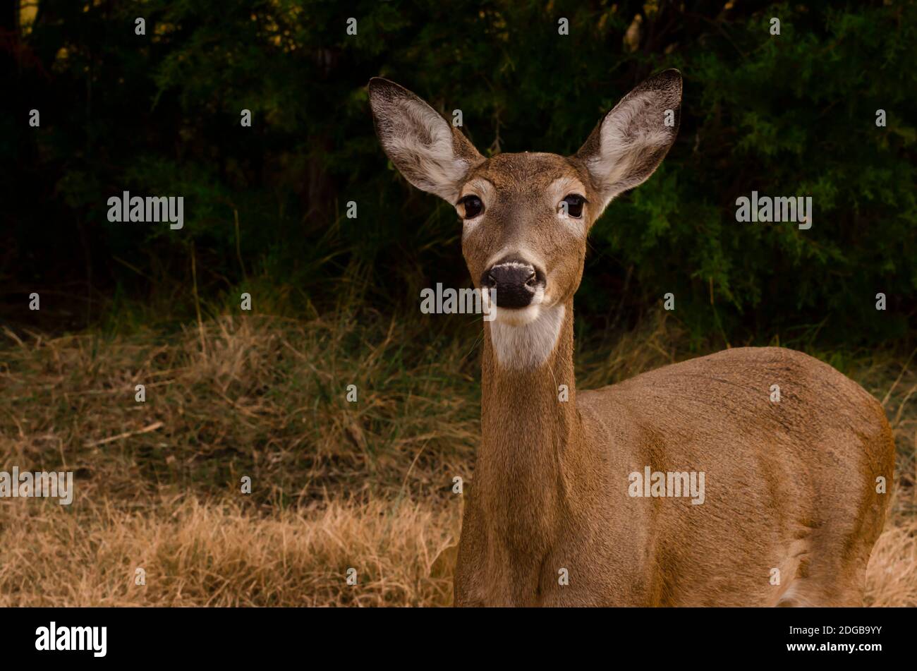 Extreme Nahaufnahme der Weißschwanz-Rehe Stockfoto