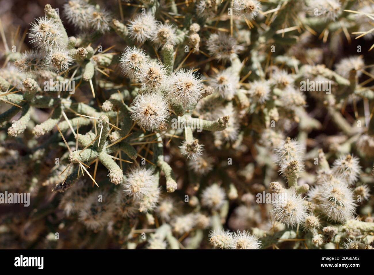 Unreife grüne stachelige trockene Frucht, schlanke Cholla, Cylindropuntia ramosissima, Cactaceae, einheimischer Strauch, Twentynine Palms, Southern Mojave Desert, Sommer. Stockfoto