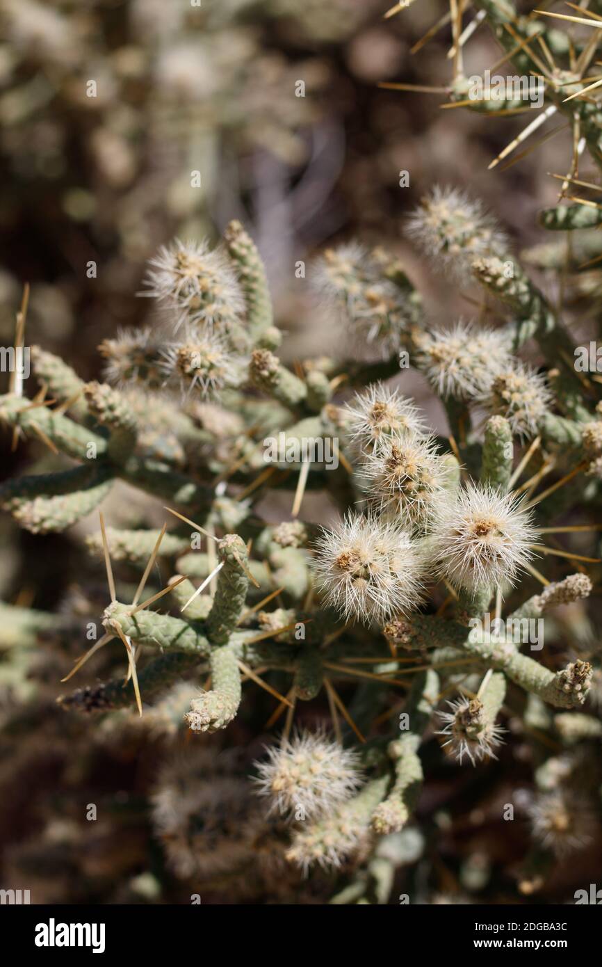 Unreife grüne stachelige trockene Frucht, schlanke Cholla, Cylindropuntia ramosissima, Cactaceae, einheimischer Strauch, Twentynine Palms, Southern Mojave Desert, Sommer. Stockfoto