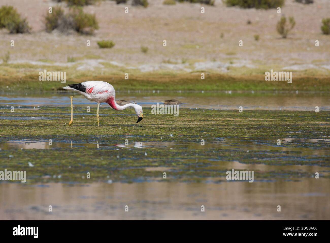 Flamants Rosen Stockfoto