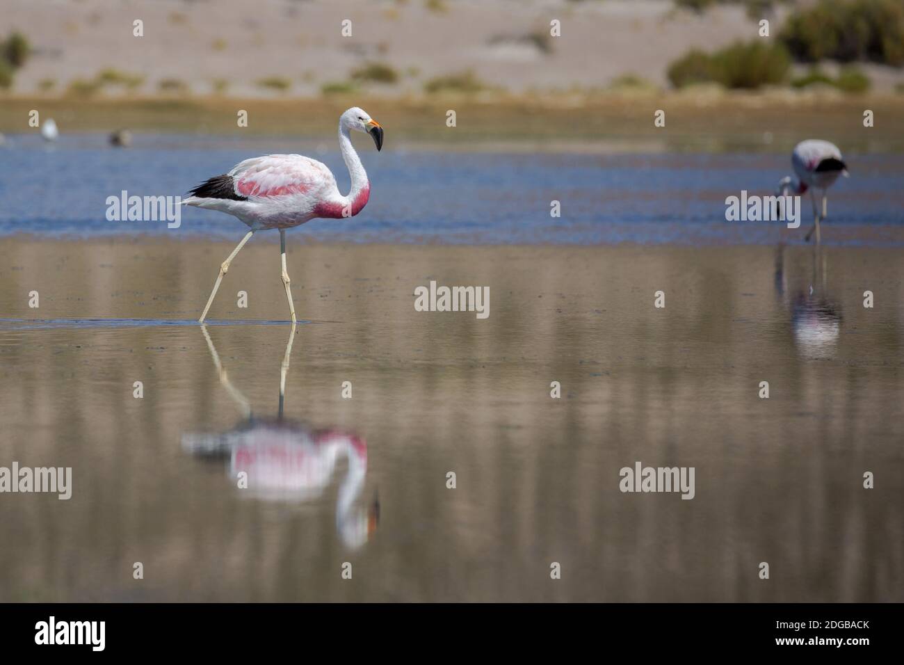 Flamants Rosen Stockfoto