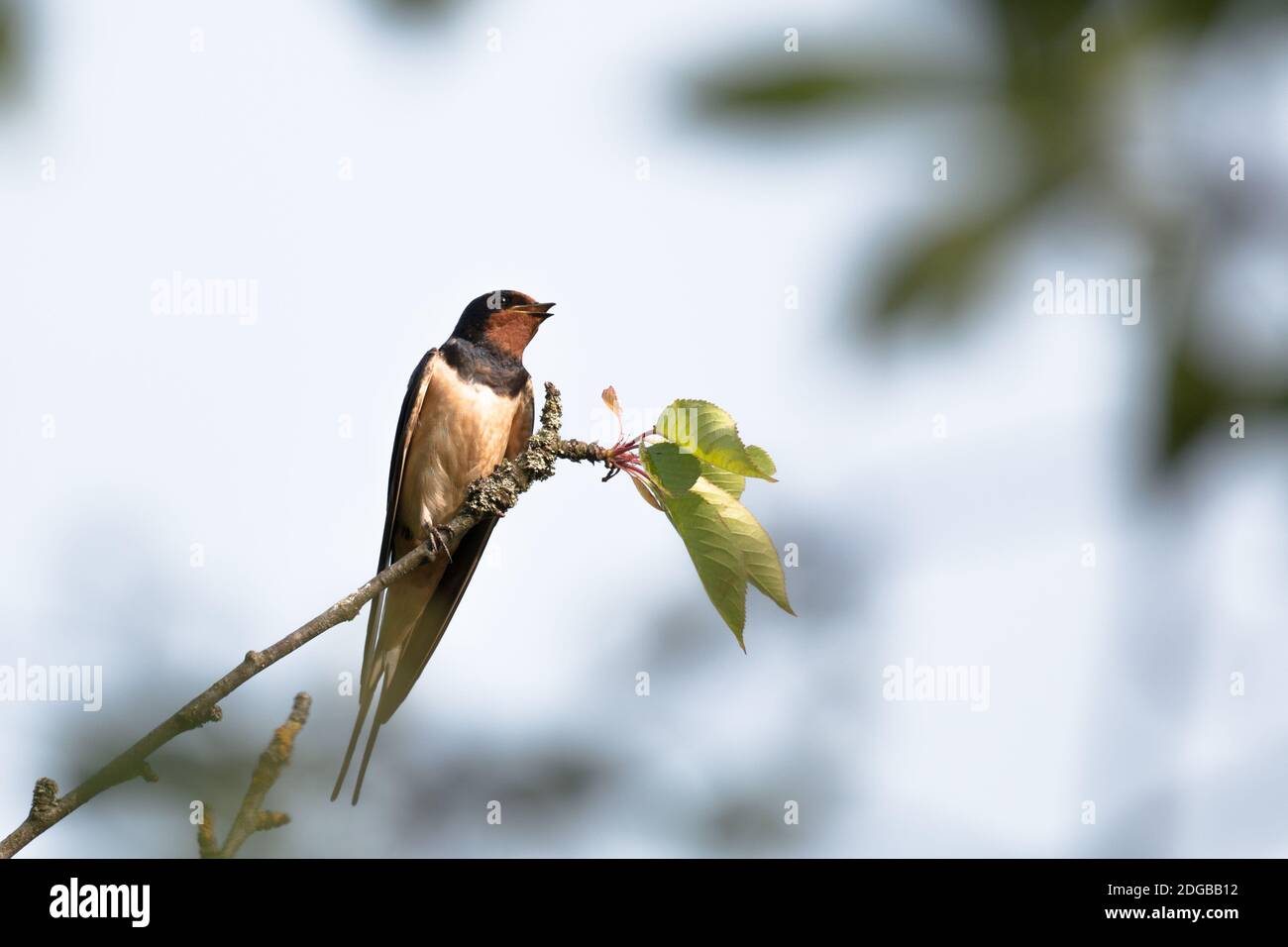 Hirondelle rustique Stockfoto