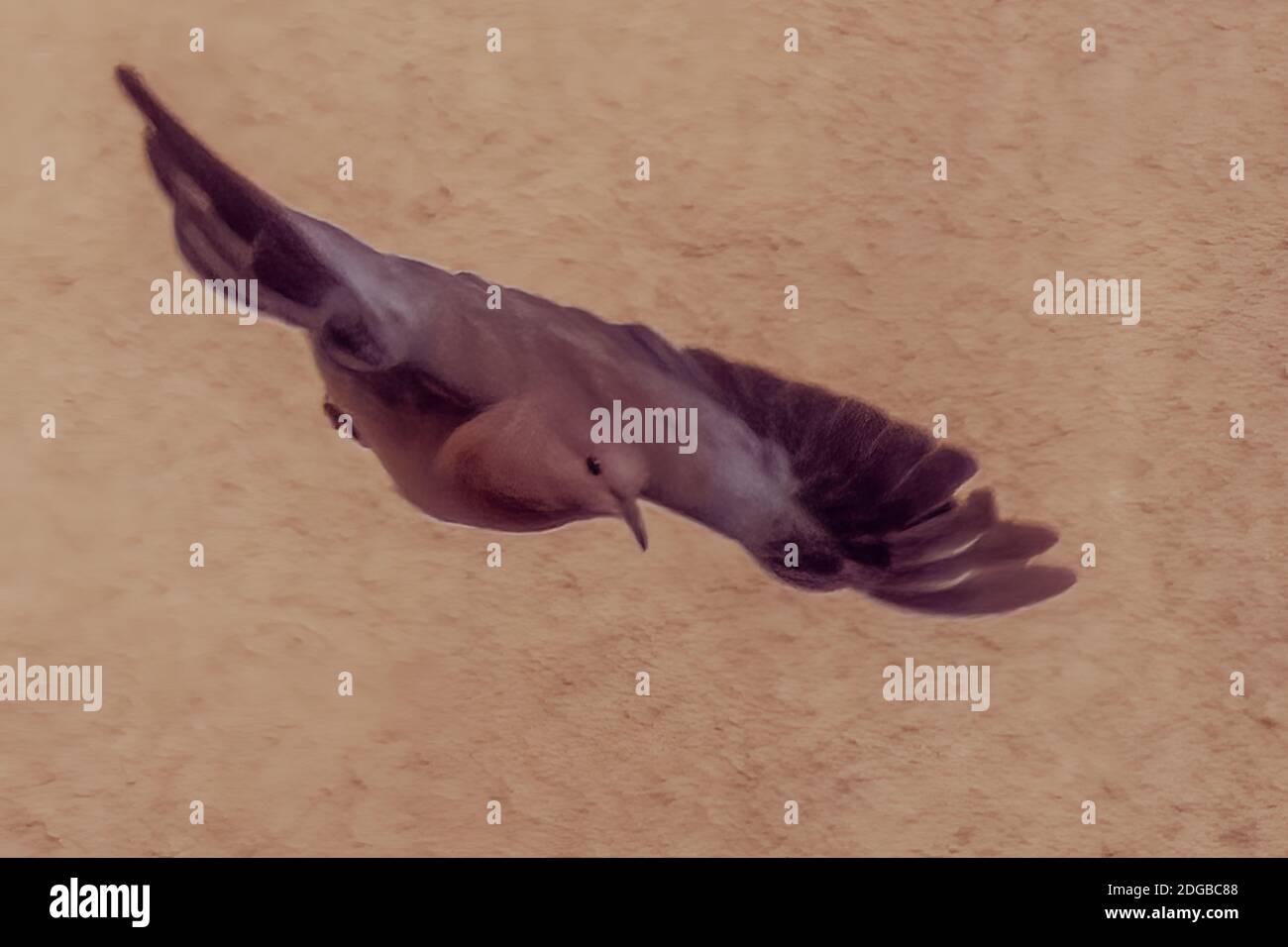 Peguin Fliegen an EINEM schönen sonnigen Tag. Stockfoto