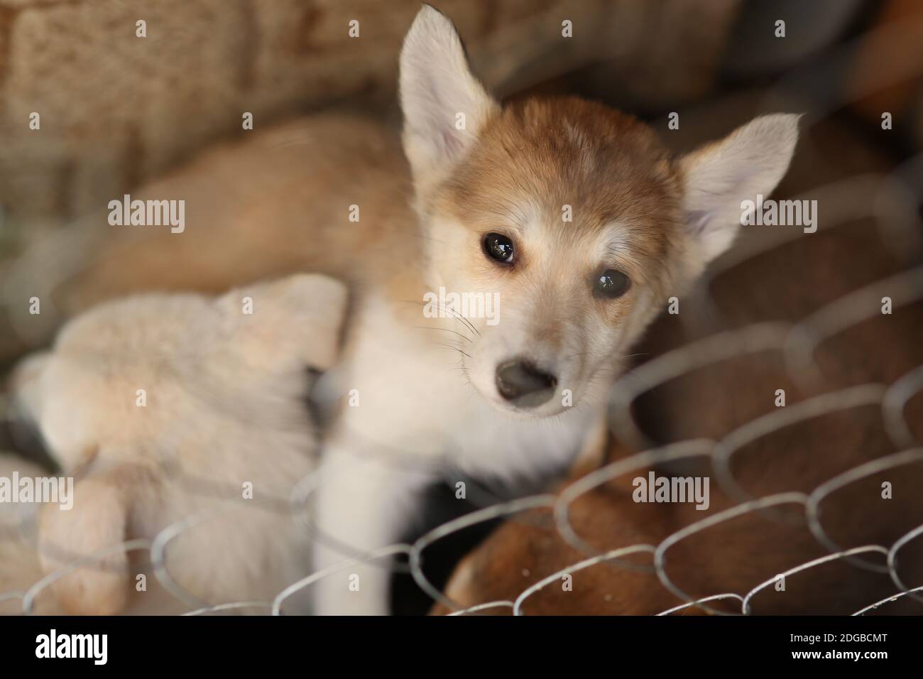 Traurige obdachlose Hundewelpen sitzen in einem Käfig in einem Tierheim, sie brauchen Hilfe. Stockfoto