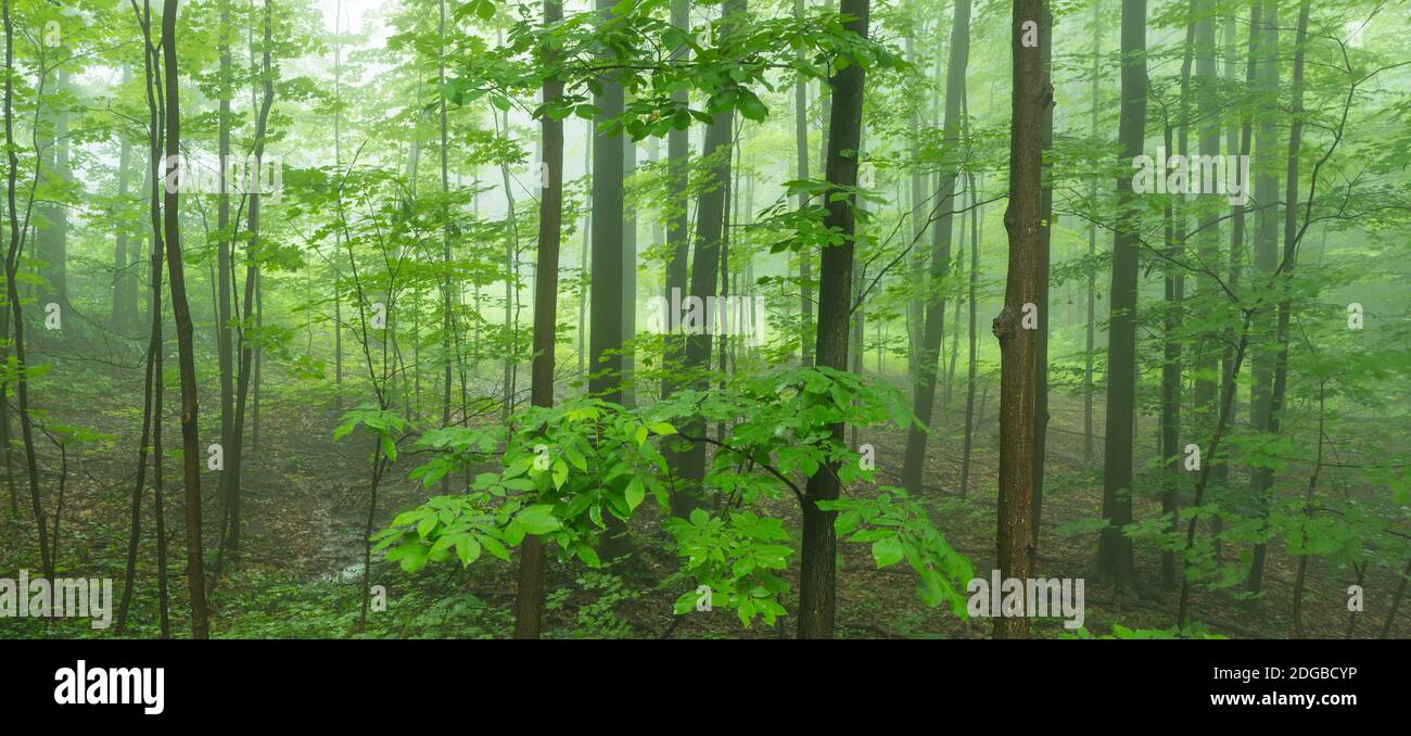 Bäume im Wald, Hamburg, New York State, USA Stockfoto