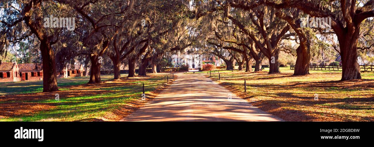 Bäume Bots Seite einer unbefestigten Straße, Boone Hall Plantation, Mount Pleasant, Charleston, South Carolina, USA Stockfoto