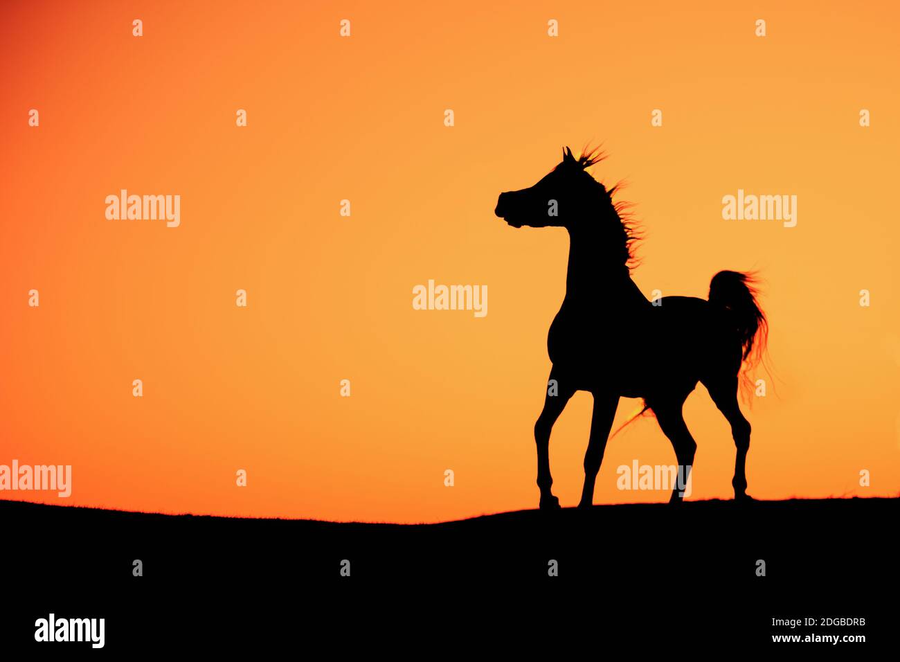 Ein Pferd, das hoch auf einem Hügel im Sonnenuntergang steht. Starker Kontrast sorgt für ein kräftiges Bild Stockfoto