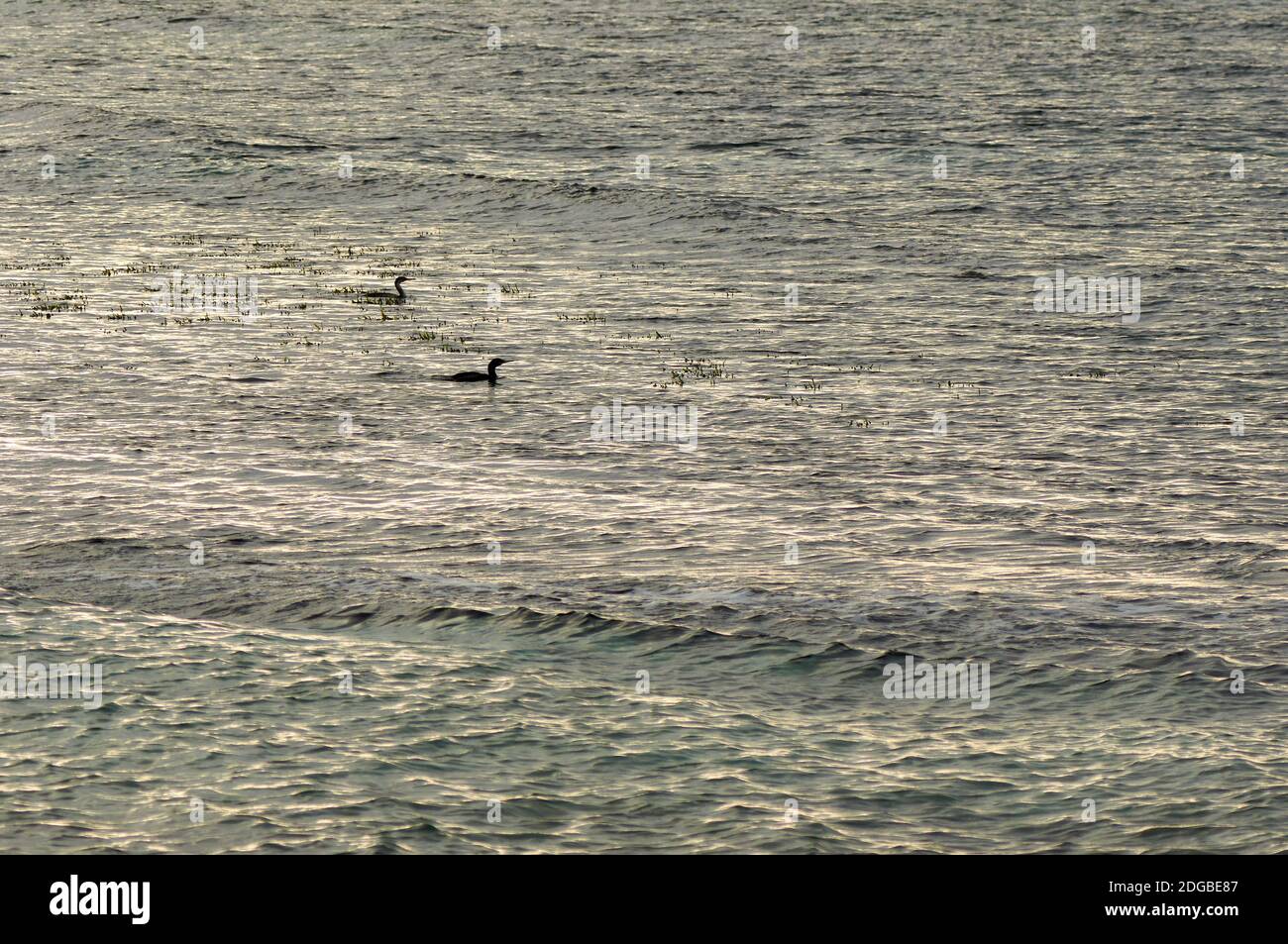 Europäische Shags (Phalacrocorax aristotelis) bei Sonnenuntergang in der Nähe der Meereslagune Estany des Peix (Naturpark Ses Salines, Formentera, Mittelmeer, Spanien) Stockfoto