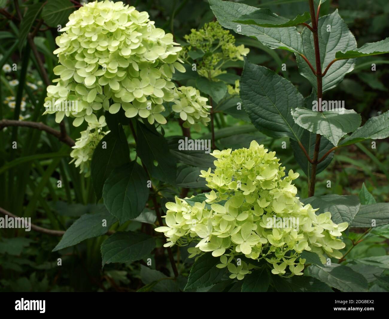 Hortensia paniculata Graffiti. Blütenstand aus der Nähe. Blumen im Garten im Freien. Stockfoto