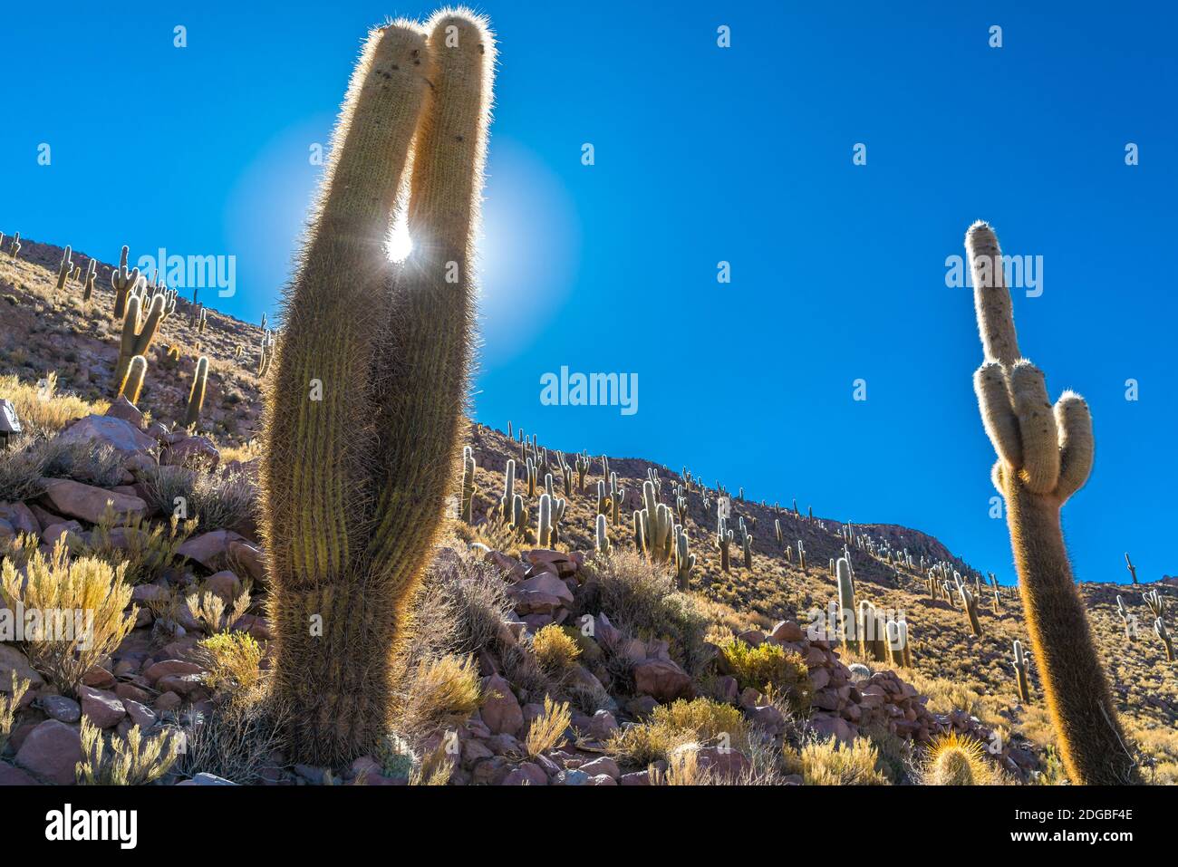 Riesiger Kaktus auf der Kaktusinsel beim Uyuni-Salz Flach Stockfoto