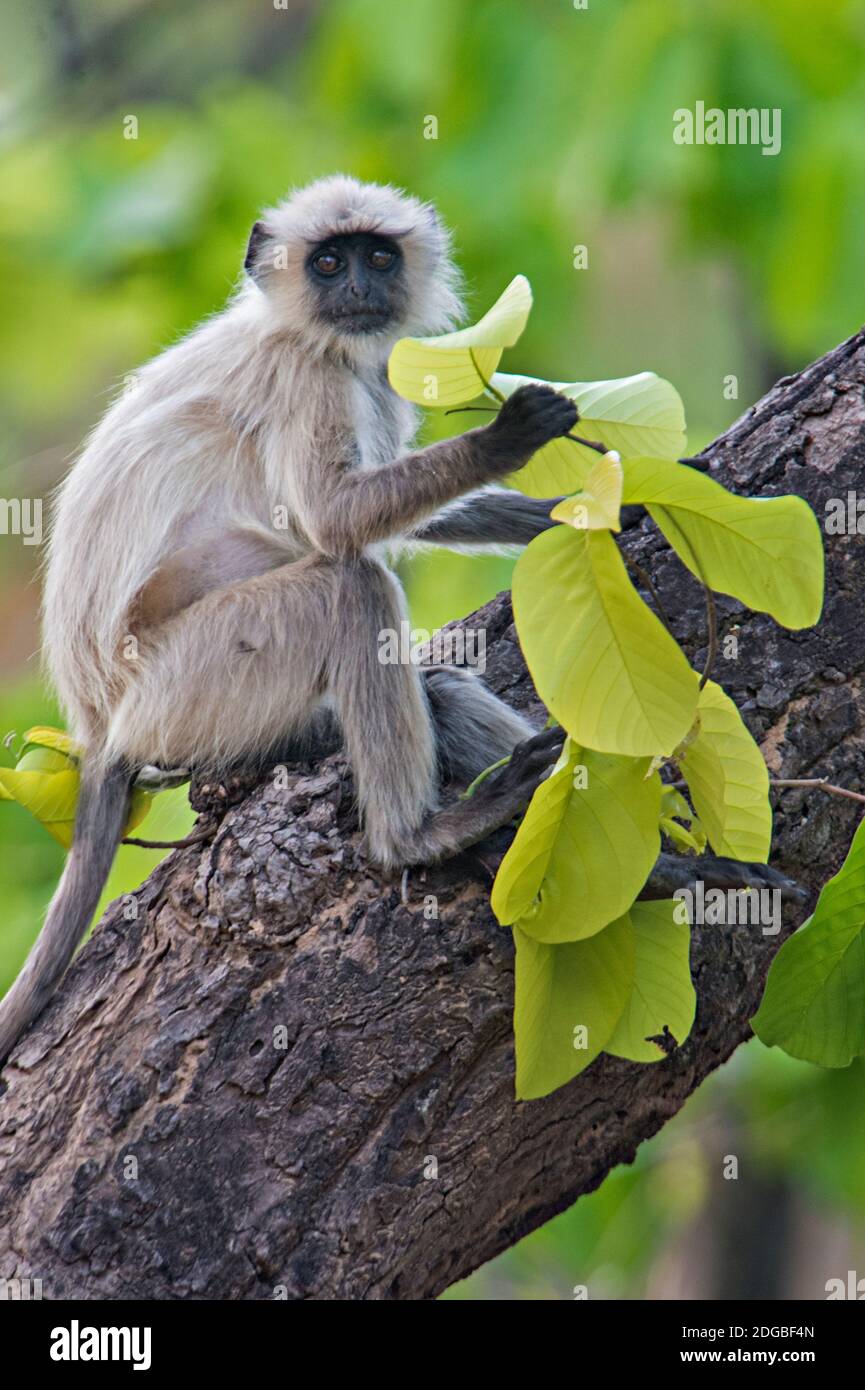 Grauer Langur-Affe auf Baum, Kanha-Nationalpark, Madhya Pradesh, Indien Stockfoto