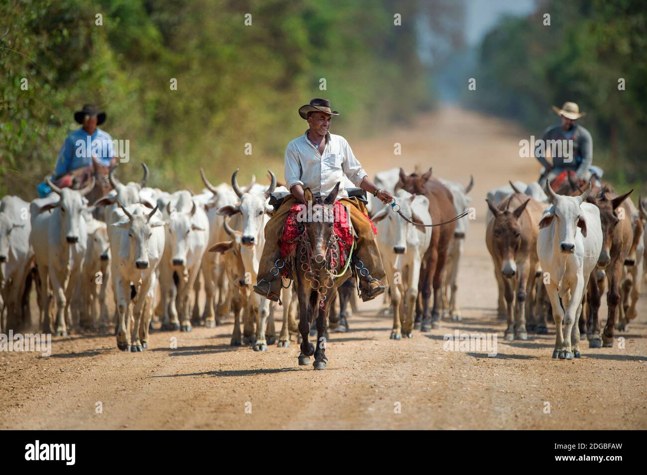 Cowboy Herding Rinder, Pantanal Wetlands, Brasilien Stockfoto