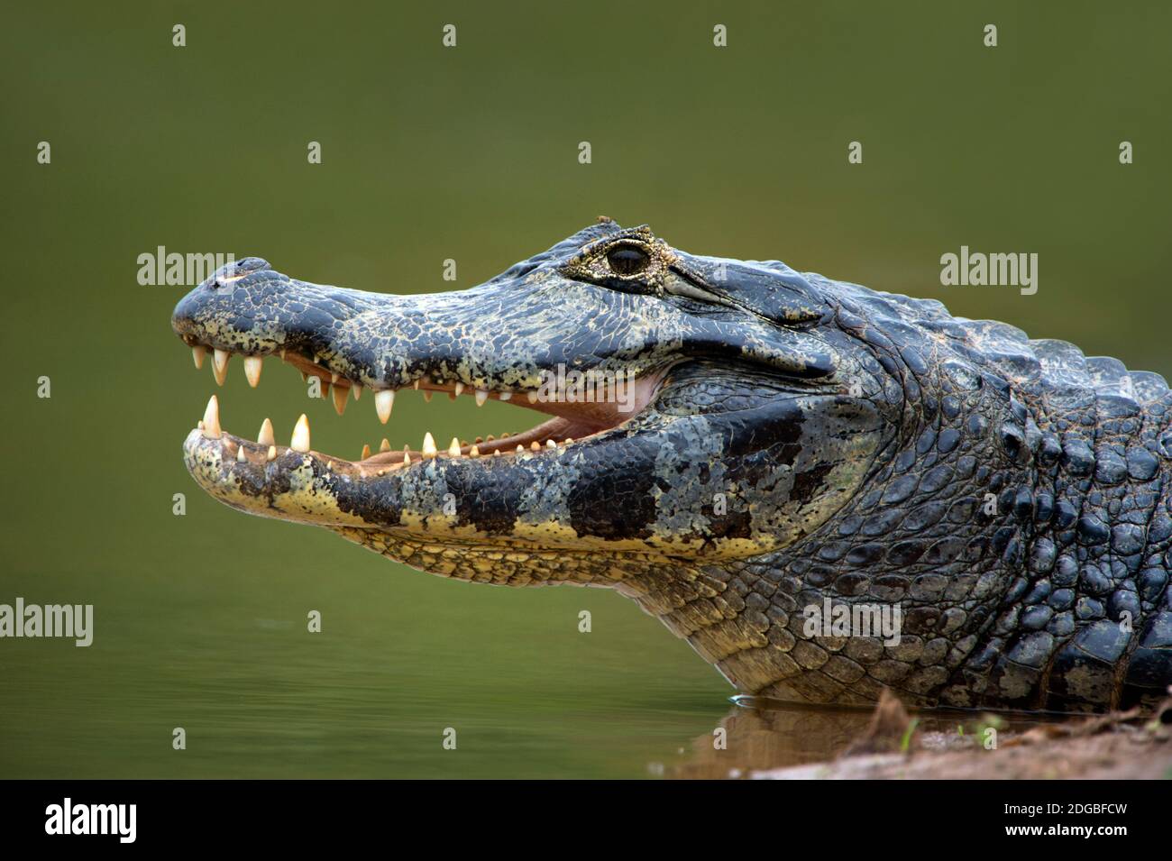 Pantanal caiman, Pantanal Wetlands, Brasilien Stockfoto