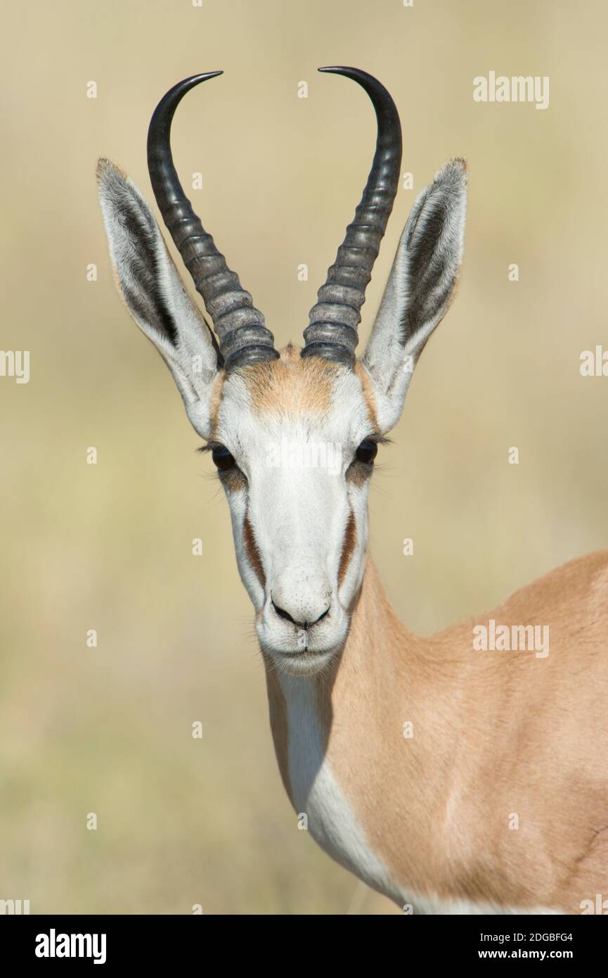 Springbock (Antidorcas Marsupialis), Etosha Nationalpark, Namibia Stockfoto