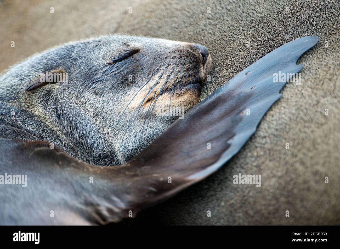 Kap-Pelz-Dichtung (Arctocephalus percivali), Cape Cross, Namibia Stockfoto