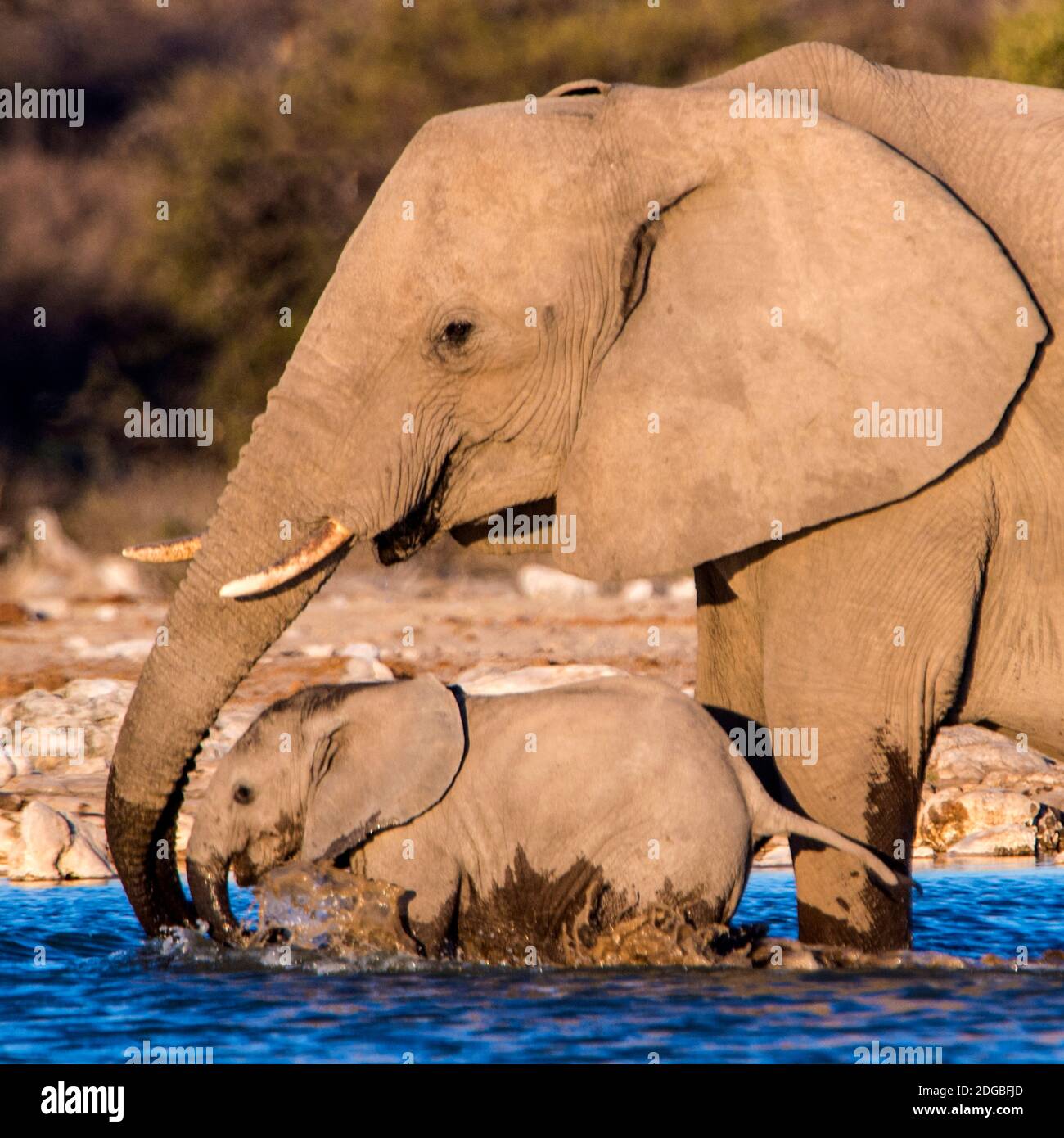 Afrikanische Elefanten (Loxodonta africana) am Wasserloch, Etosha Nationalpark, Namibia Stockfoto