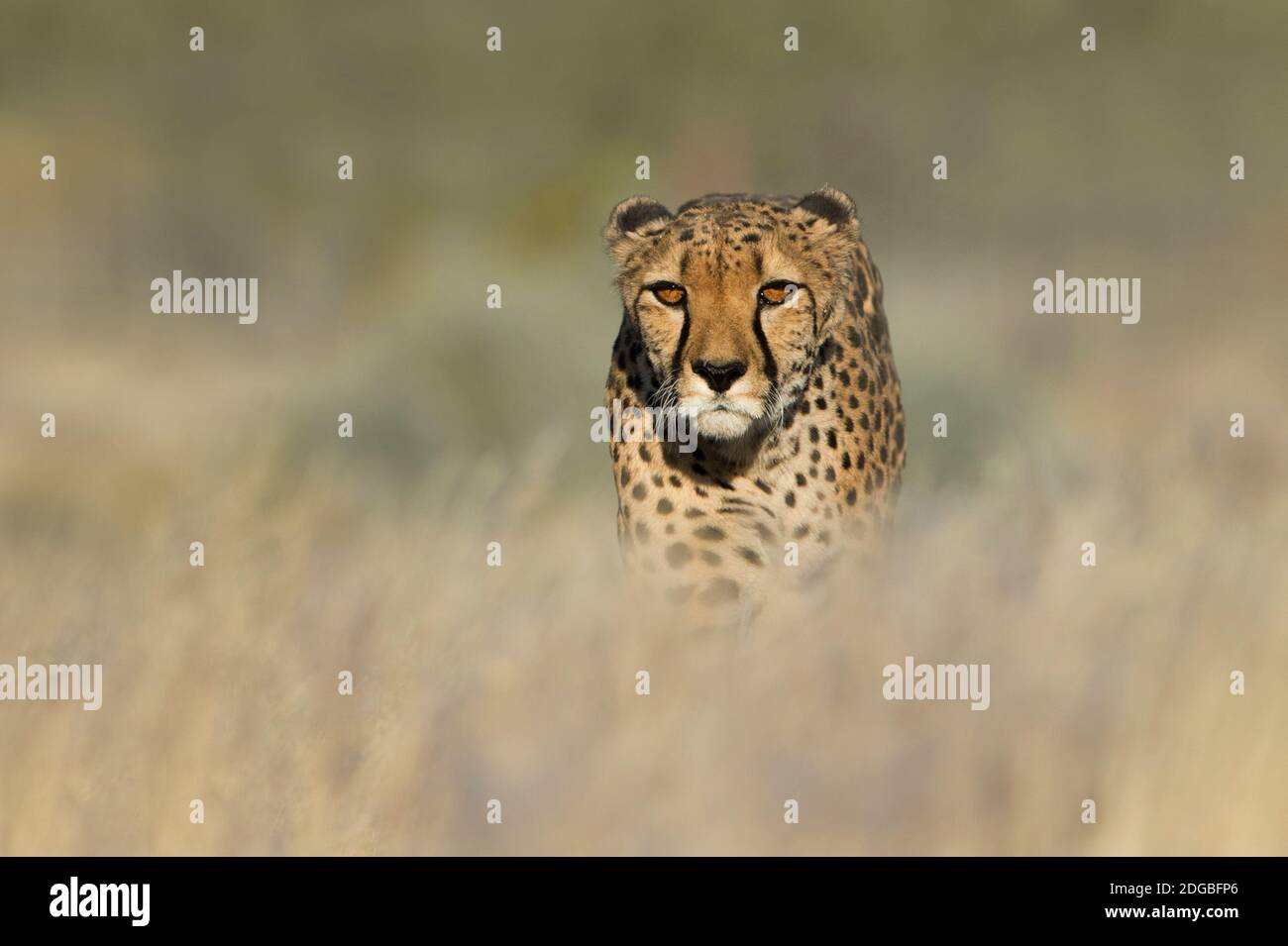 Gepard (Acinonyx jubatus) in einem Feld, Etosha Nationalpark, Namibia Stockfoto