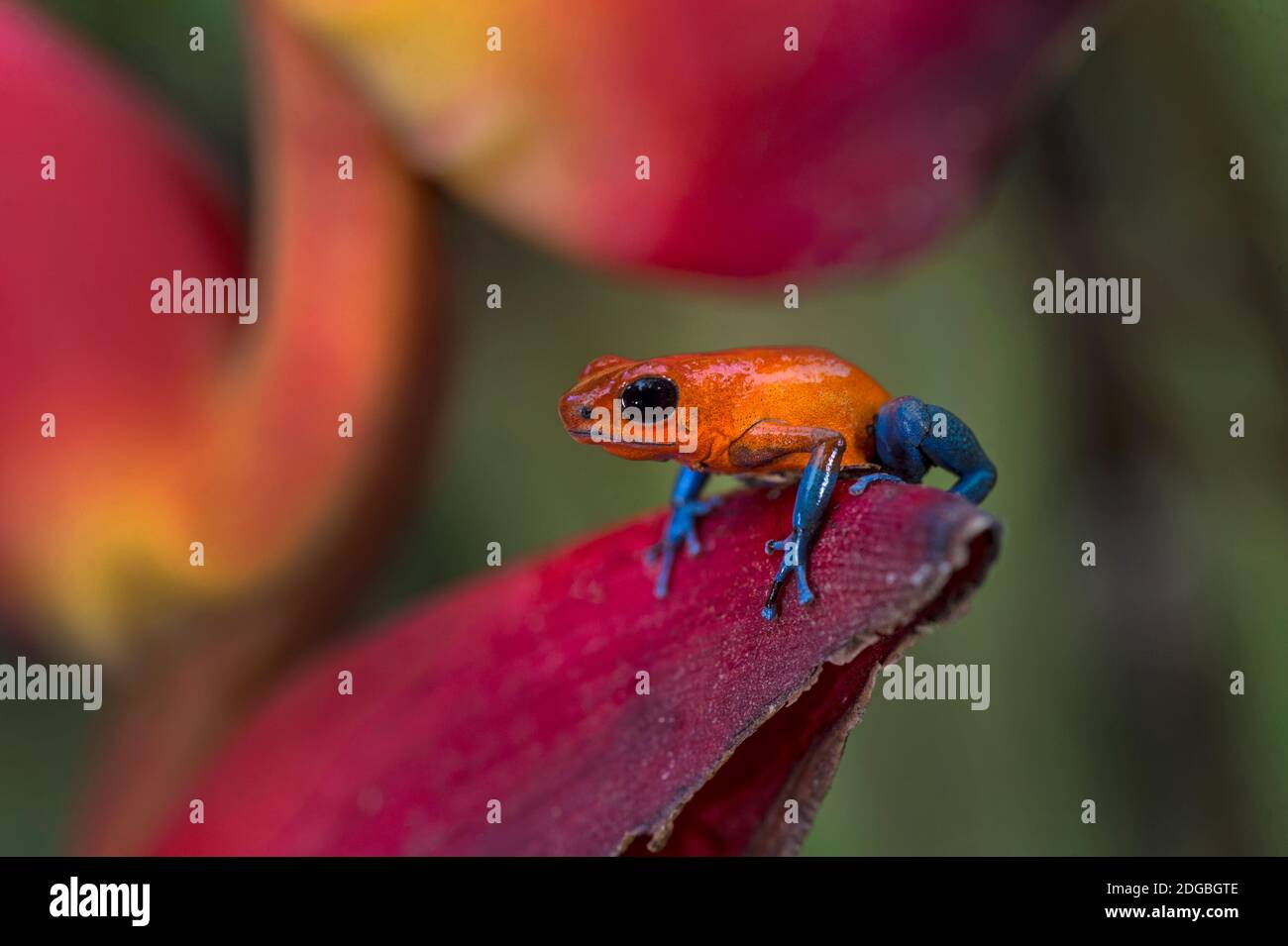 Erdbeergift-Dart-Frosch (Oophaga pumilio), Sarapiqui, Costa Rica Stockfoto