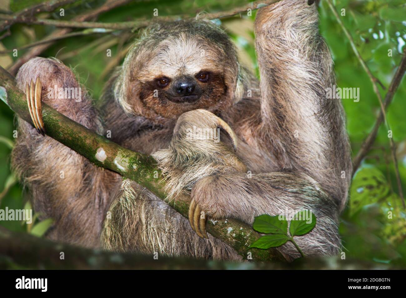 Drei-Toed Sloth, Sarapiqui, Costa Rica Stockfoto