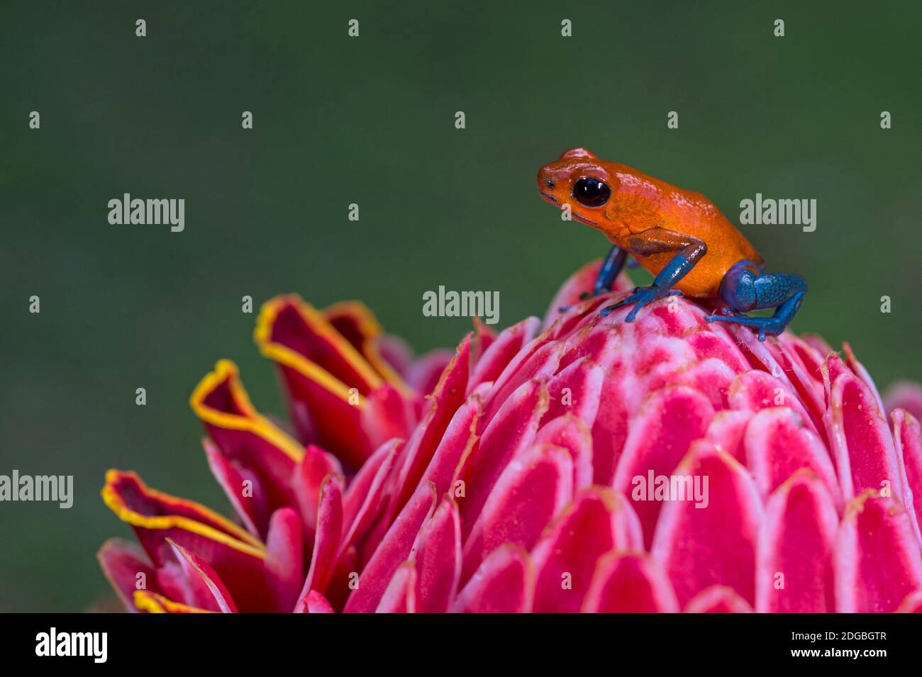 Erdbeergift-Dart-Frosch (Oophaga pumilio), Sarapiqui, Costa Rica Stockfoto