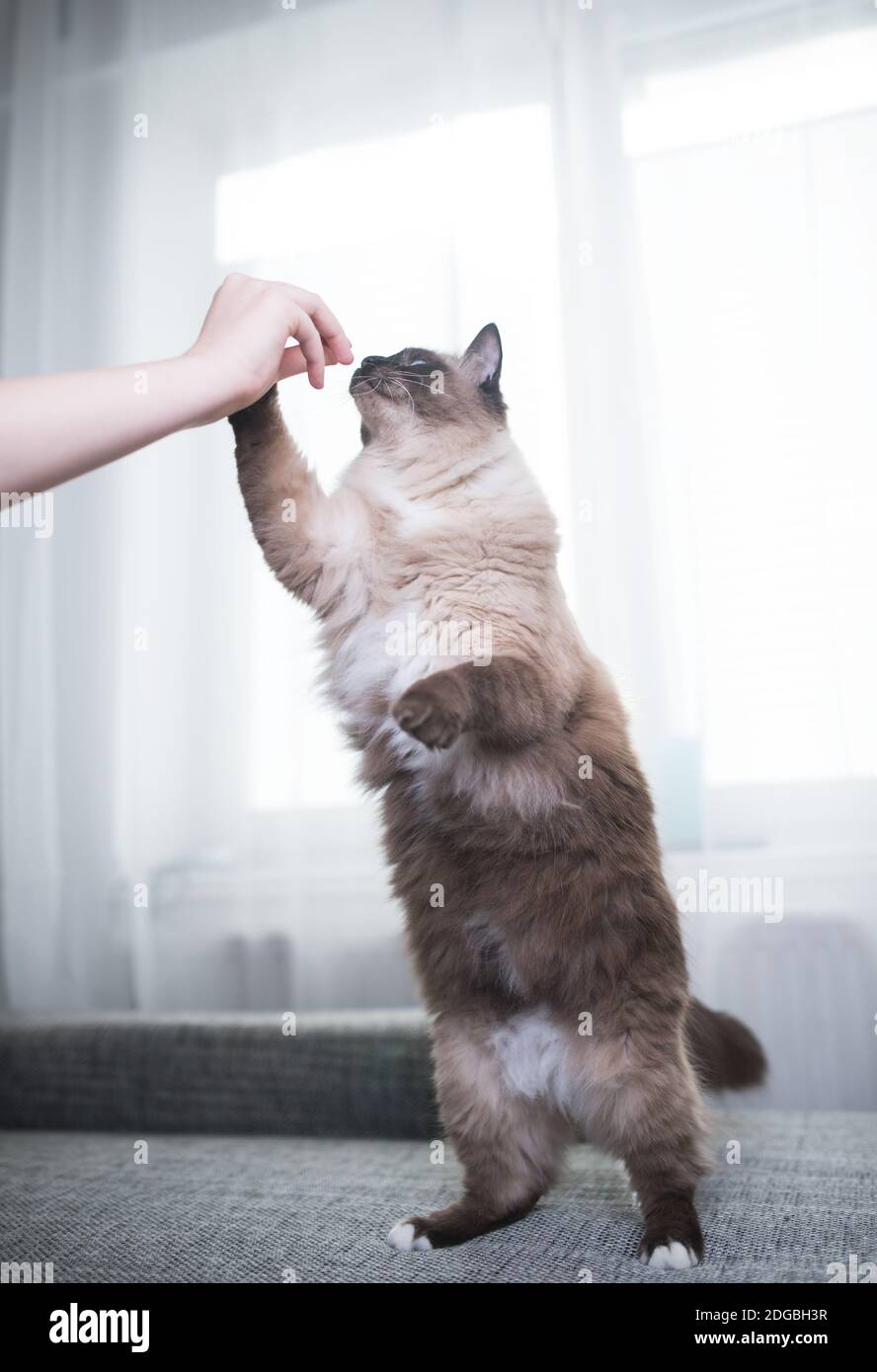Seal Colourpoint Ragdoll Katze wird vom Besitzer gefüttert Stockfoto