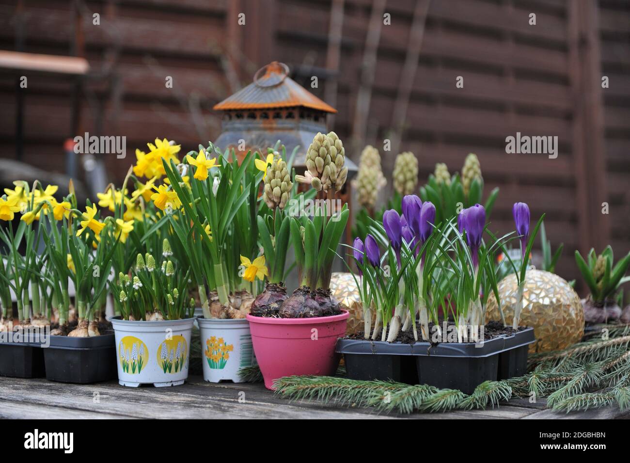 Frühlingsdekoration und ein Gartentisch. Dunkelviolette Crocus Vernus Flower Record, Narzisse (Narcissus) Tete-a-Tete und Hyazinthe (Hyacinthus) Stockfoto