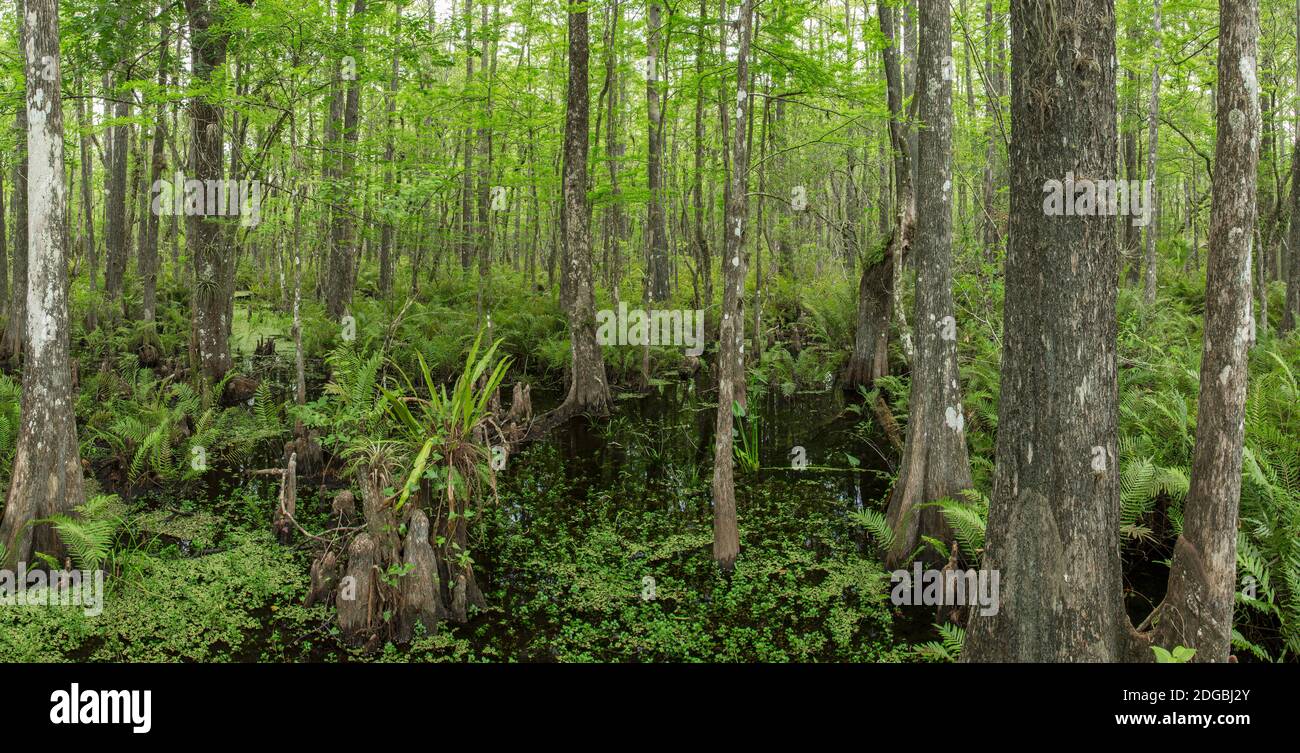 Six Mile Cypress Slough Preserve in Fort Myers, Florida, USA Stockfoto