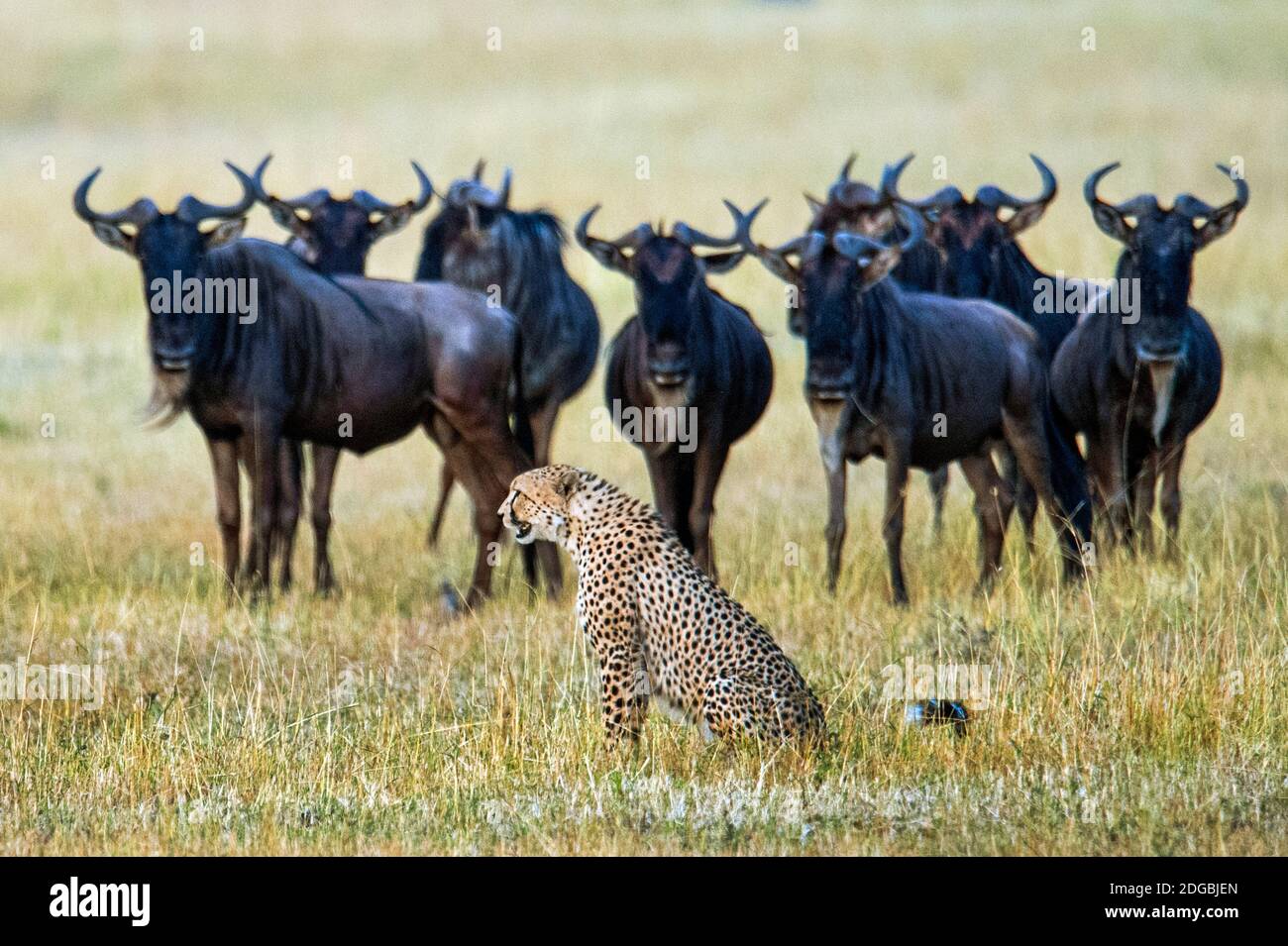 Gepard (Acinonyx jubatus) mit Blauen Gnus (Connochaetes taurinus) im Hintergrund, Tansania Stockfoto