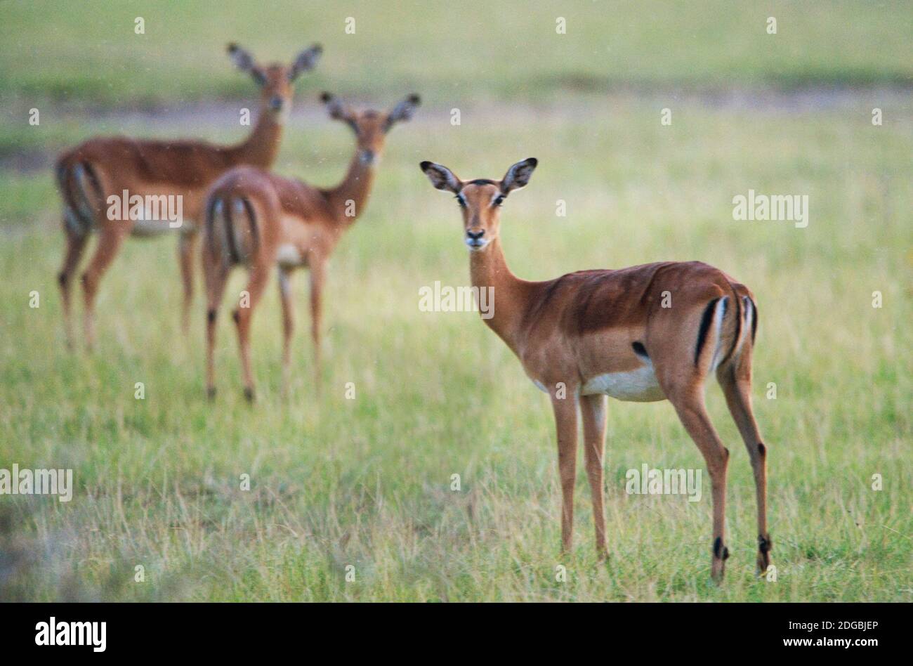 Impalas (Aepyceros melampus petersi) in einem Wald, Lake Manyara, Tansania Stockfoto