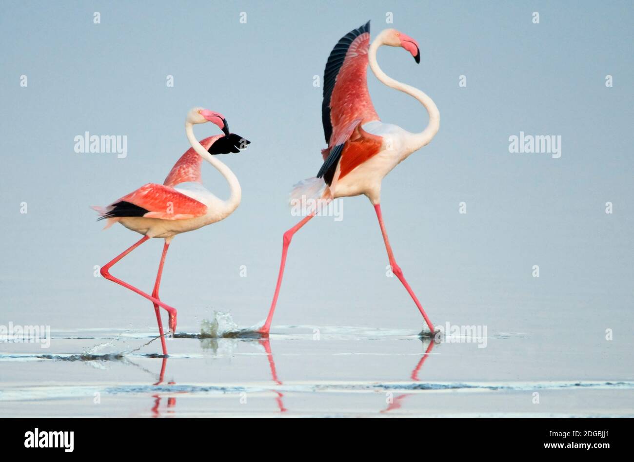 Größere Flamingos (Phoenicopterus roseus) in einem See, Ndutu, Ngorongoro Conservation Area, Tansania Stockfoto