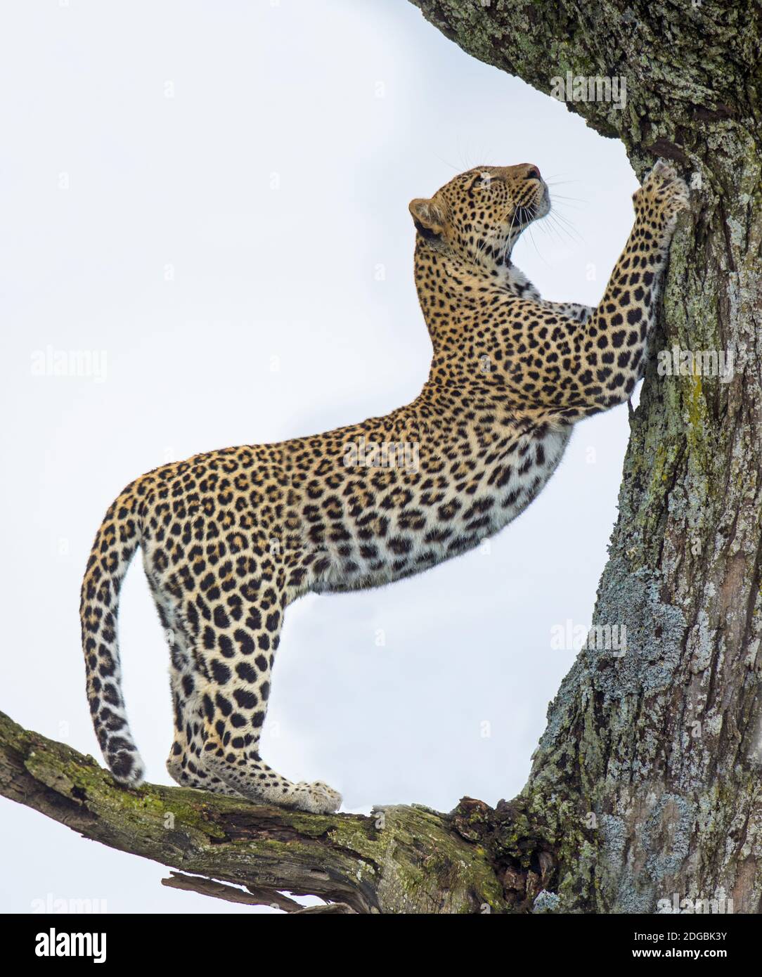 Leopard (Panthera pardus) beim Besteigen eines Baumes, Ndutu, Ngorongoro Conservation Area, Tansania Stockfoto