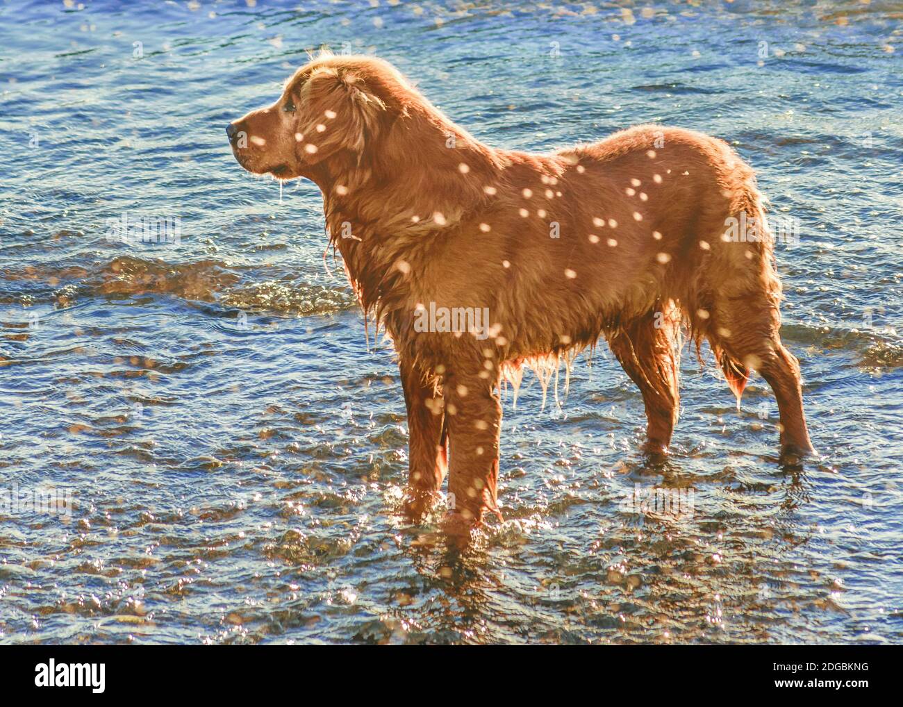 Hund am Strand Stockfoto