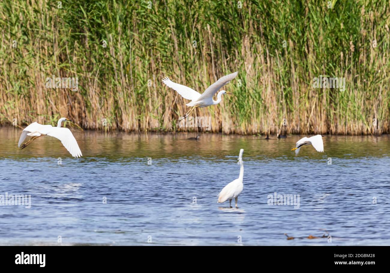 Eine Schar großer weißer Reiher hebt sich von der ab Oberfläche des Teiches Stockfoto