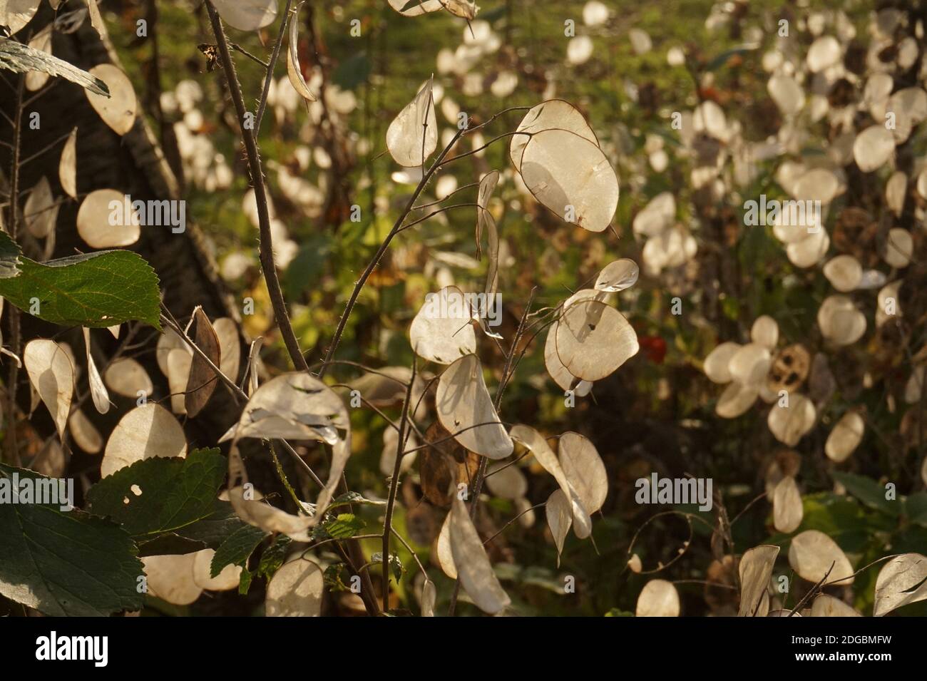 'Ehrlichkeit' (Lunaria annua) Samenkapseln, englischer Landgarten Stockfoto